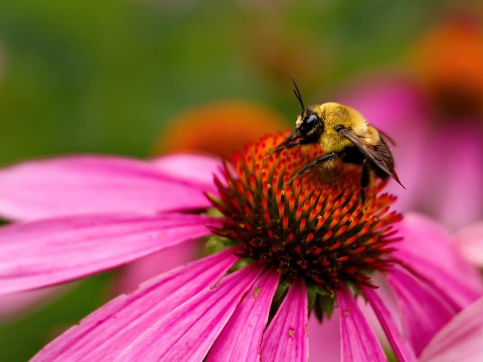 Bee on a flower, representing hay fever and seasonal allergy treatment